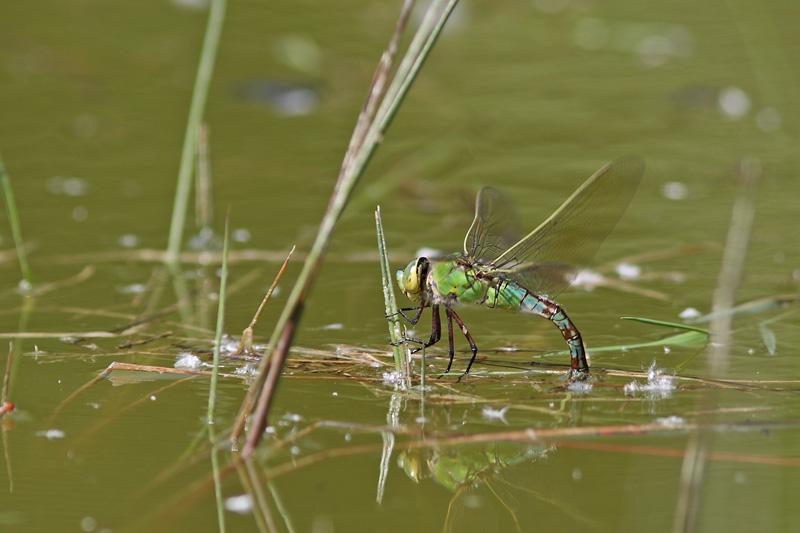 Conferma per Anax imperator maschio e femmina